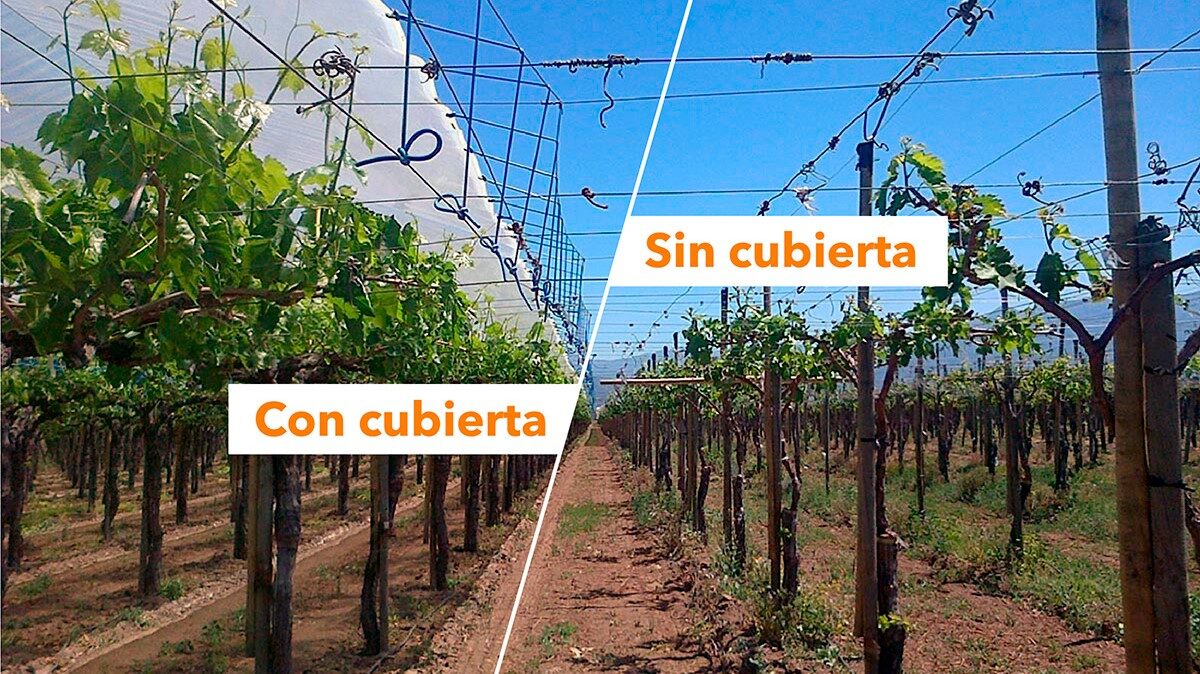 grupo armando alvarez cubierta frutales|grupo armando alvarez cubierta frutales